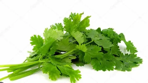 [310011] Coriander Each